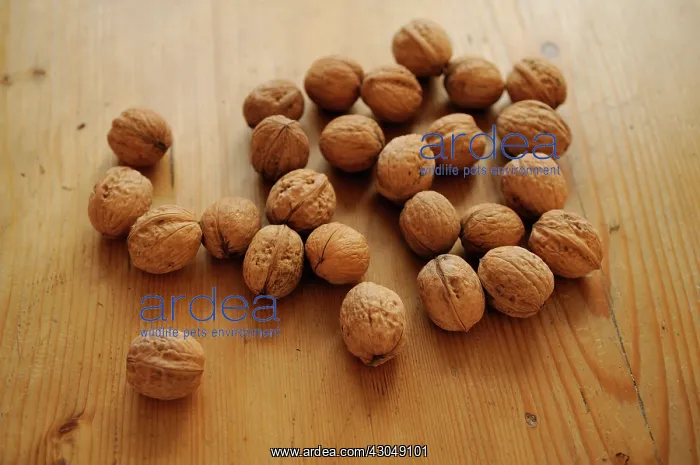  : Walnut, Juglans regia