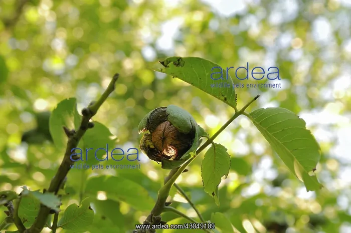 : Walnut, Juglans regia : Walnut, Juglans regia
