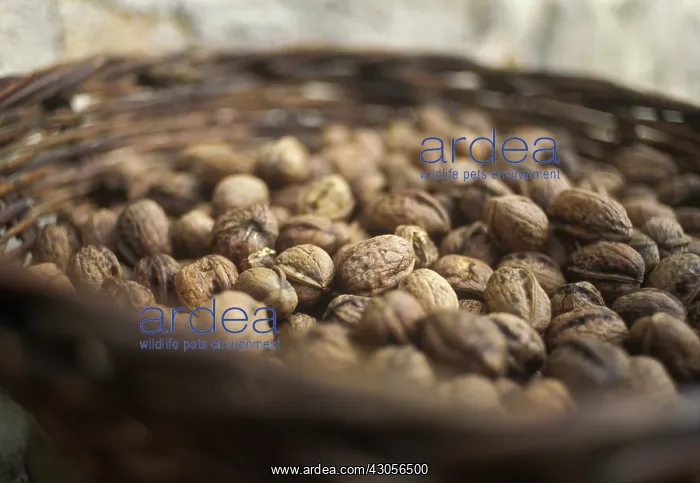 : Walnut, Juglans regia : Walnut, Juglans regia