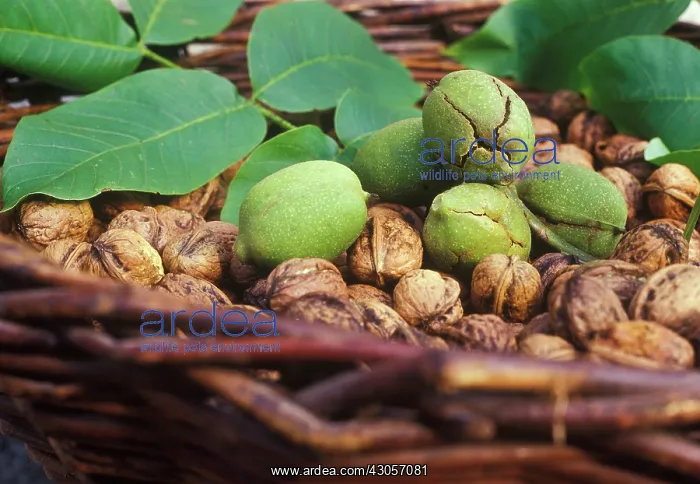 : Walnut, Juglans regia : Walnut, Juglans regia