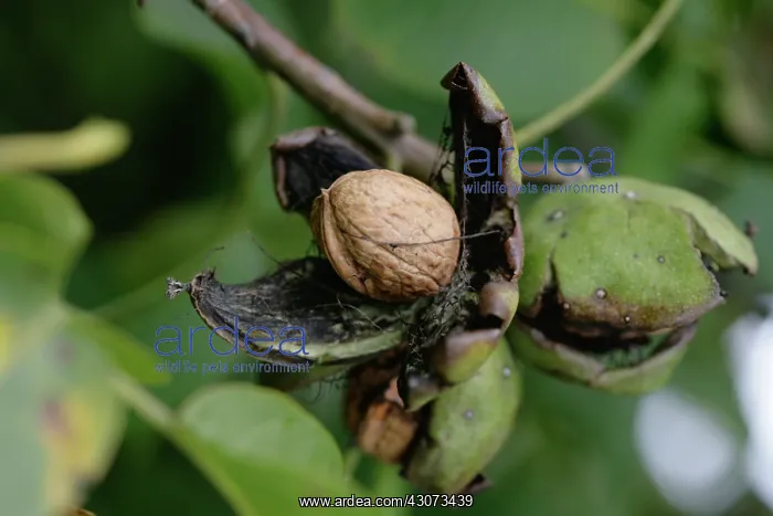 : Walnut, Juglans regia : Walnut, Juglans regia