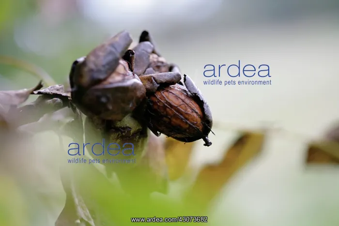 : Walnut, Juglans regia : Walnut, Juglans regia