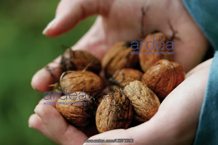  : Walnut, Juglans regia