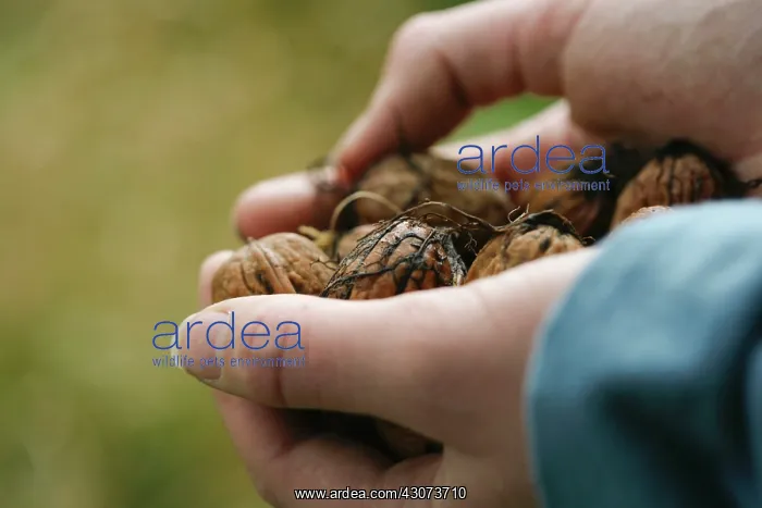 : Walnut, Juglans regia : Walnut, Juglans regia