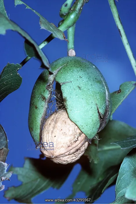 : WALNUT : WALNUT