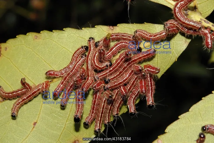 : Walnut Caterpillars : Walnut Caterpillars