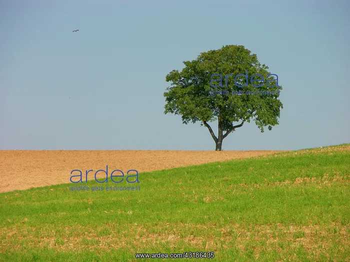 : Walnut, Genuine or Persian persian walnut (Juglans : Walnut, Genuine or Persian persian walnut (Juglans