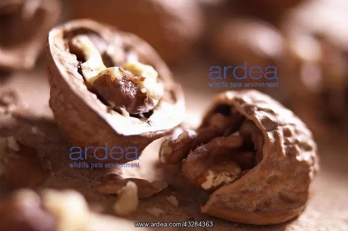 : Walnut, Juglans regia, Brown subject : Walnut, Juglans regia, Brown subject