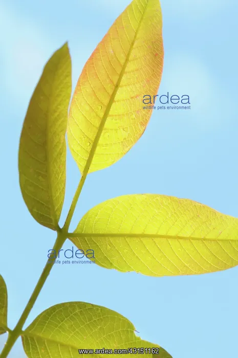 : Walnut, Juglans regia, Close up of back lit leaves growing o : Walnut, Juglans regia, Close up of back lit leaves growing o