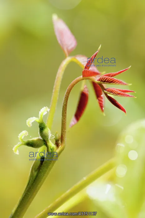  : Walnut, Juglans regia, Close up of new growth.-