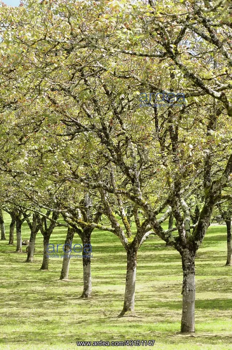  : Walnut, Juglans regia, Line of trees in an orchard.-
