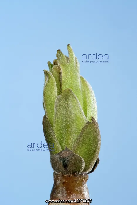 : Walnut - leaf bud opening in spring : Walnut - leaf bud opening in spring
