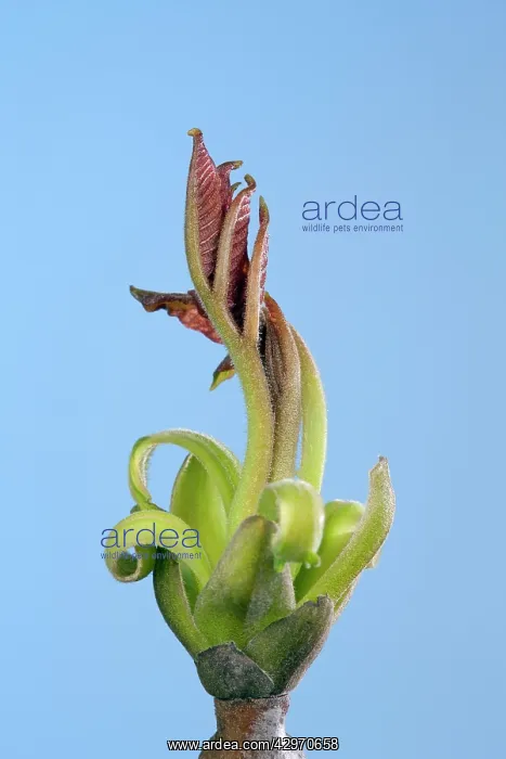 : Walnut - leaf bud opening in spring : Walnut - leaf bud opening in spring