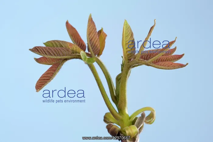 : Walnut - leaf bud opening in spring : Walnut - leaf bud opening in spring