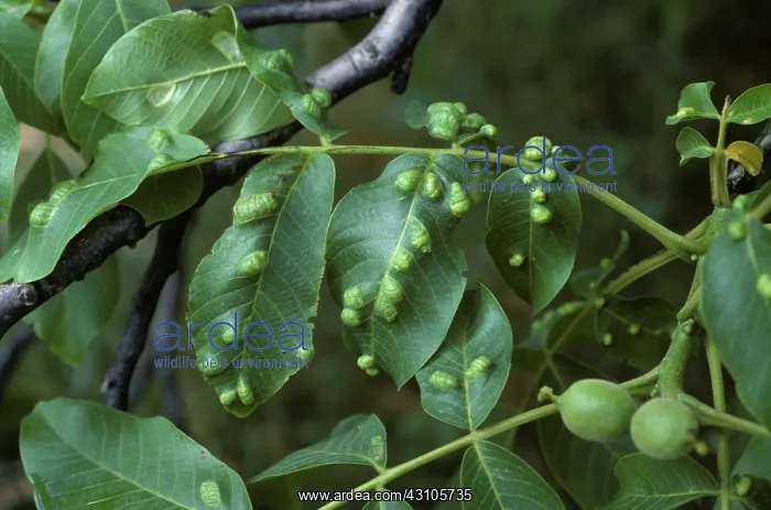 : Walnut leaf gall mite blisters : Walnut leaf gall mite blisters
