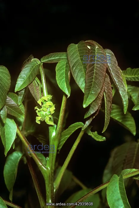  : WALNUT LEAVES