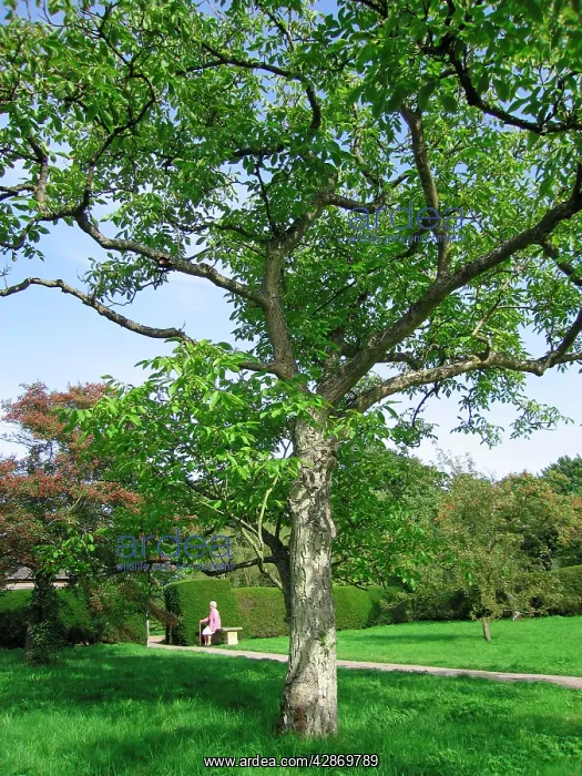  : Walnut Tree