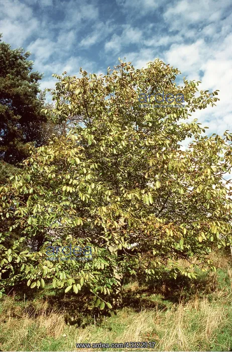 : WALNUT TREE : WALNUT TREE