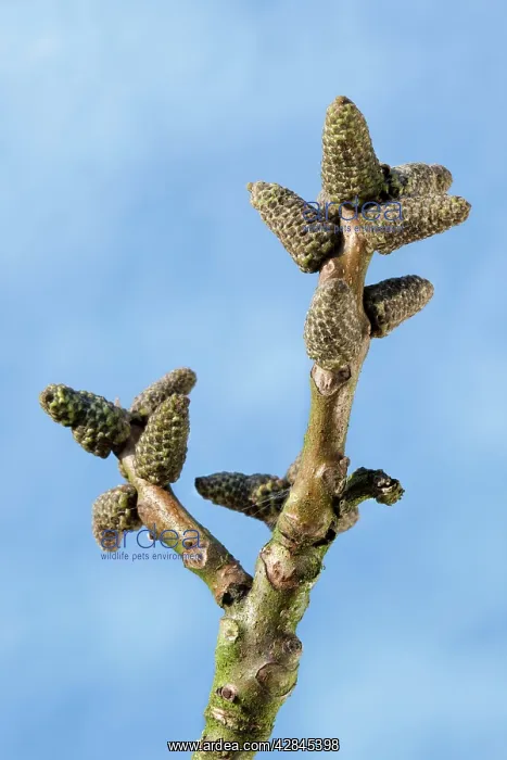 : Walnut Tree - bud in spring : Walnut Tree - bud in spring