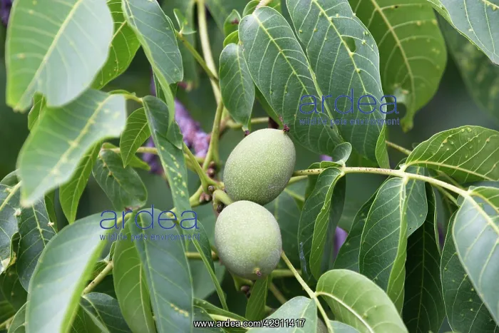 : Walnut tree - fruit : Walnut tree - fruit