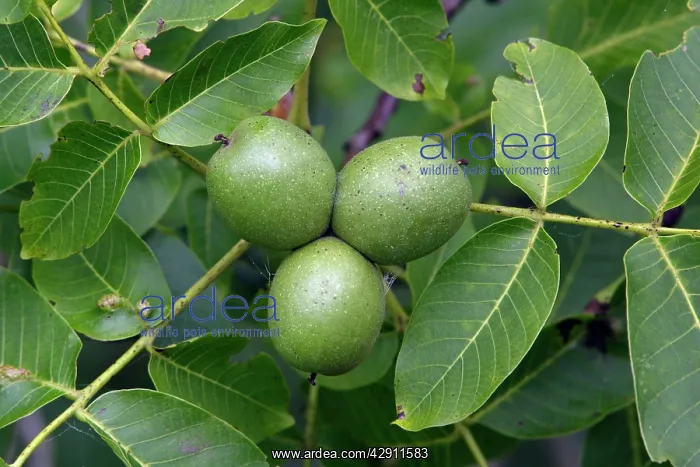 : Walnut Tree - leaves and ripening fruits or nuts : Walnut Tree - leaves and ripening fruits or nuts