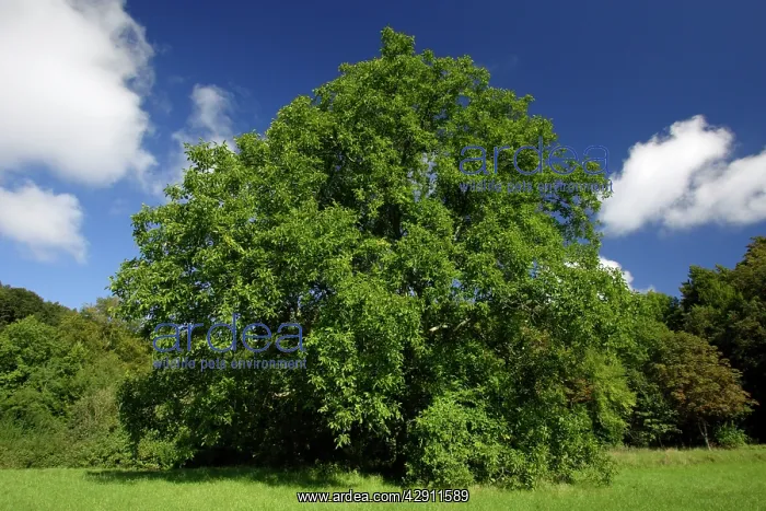 : Walnut Tree - standing on country roadside : Walnut Tree - standing on country roadside