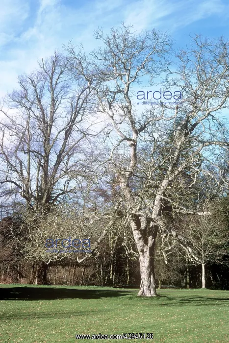 : WALNUT tree - winter phase : WALNUT tree - winter phase