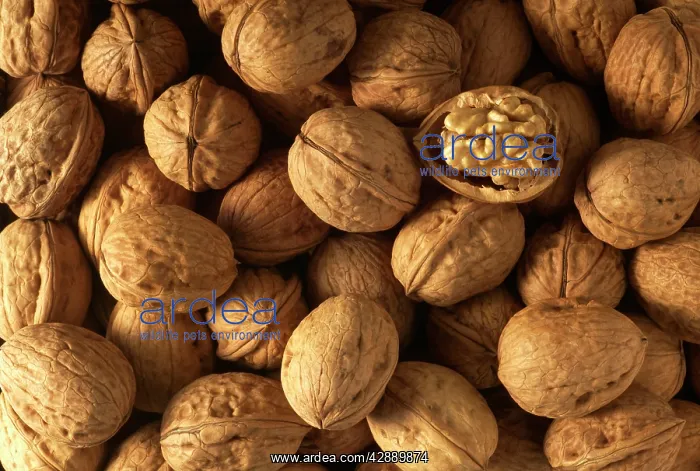  : Walnuts