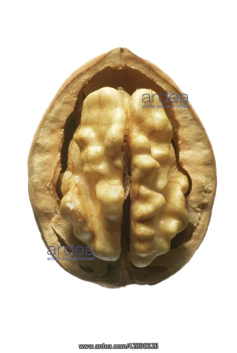  : Walnuts. In shell