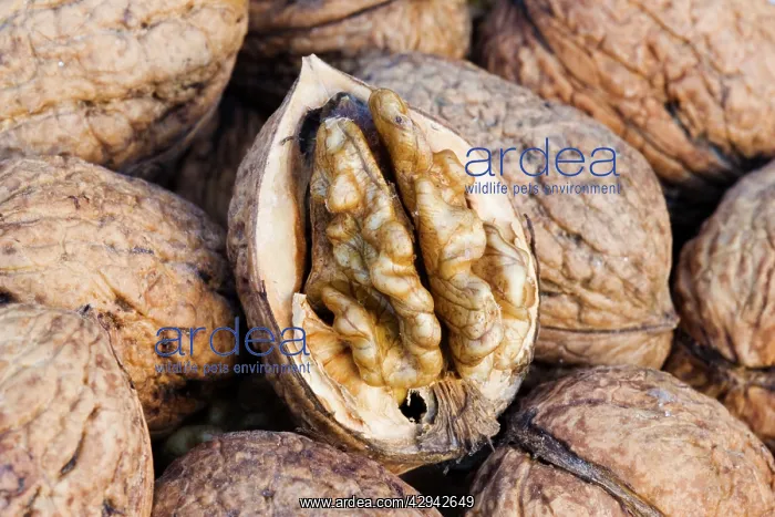 : Walnuts - closeup of basket with single fruit opened : Walnuts - closeup of basket with single fruit opened