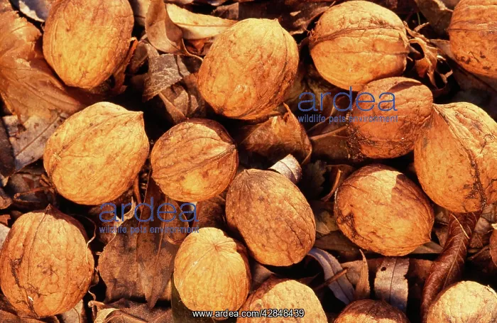 : Walnuts - on soil, c / u : Walnuts - on soil, c / u