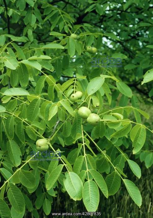 : Walnuts on Walnut Tree : Walnuts on Walnut Tree
