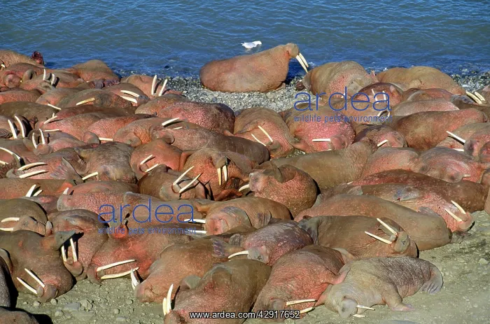 : Walrus (Odobenus rosmarus). Arakamchechen Island - Northern Bering Sea : Walrus (Odobenus rosmarus). Arakamchechen Island - Northern Bering Sea
