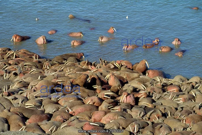 : Walrus (Odobenus rosmarus). Arakamchechen Island - Northern Bering Sea : Walrus (Odobenus rosmarus). Arakamchechen Island - Northern Bering Sea