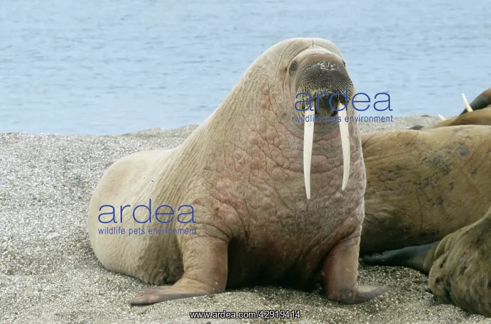 : WALRUS (Odobenus rosmarus). Svalbard, Spitzbergen : WALRUS (Odobenus rosmarus). Svalbard, Spitzbergen