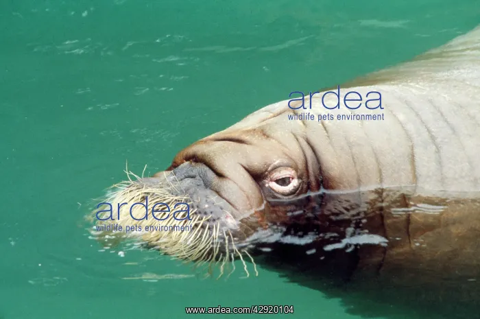  : WALRUS (Odobenus rosmarus). North Pacific