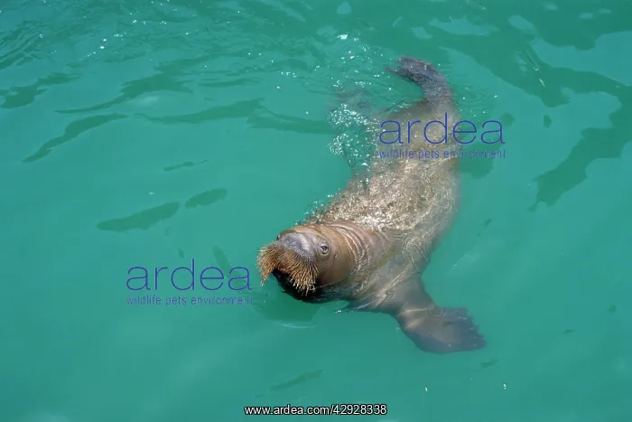  : WALRUS (Odobenus rosmarus)