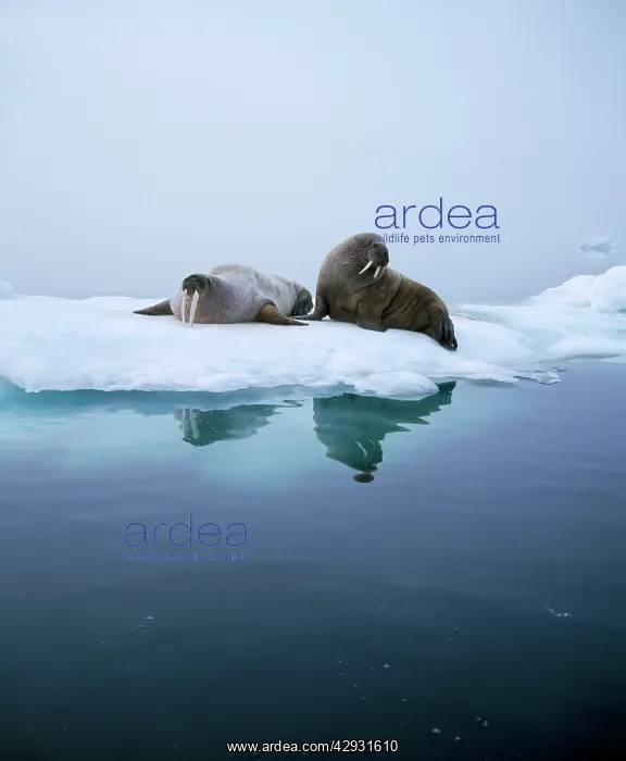 : WALRUS (Odobenus rosmarus)