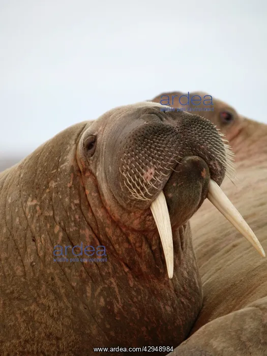 : Walrus (Odobenus rosmarus). Svalbard - Norway : Walrus (Odobenus rosmarus). Svalbard - Norway