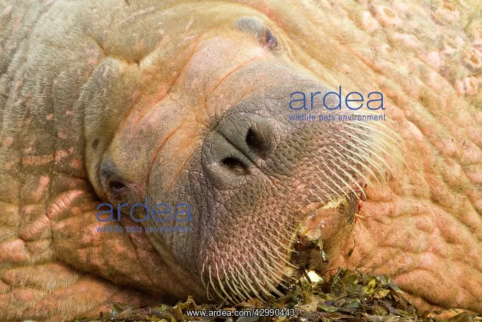 : Walrus (Odobenus rosmarus). Svalbard, Spitzbergen, Norway : Walrus (Odobenus rosmarus). Svalbard, Spitzbergen, Norway