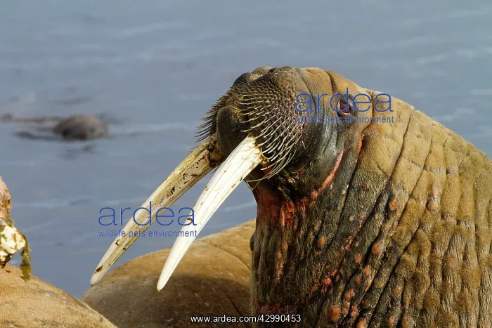 : Walrus (Odobenus rosmarus). Svalbard, Spitzbergen, Norway : Walrus (Odobenus rosmarus). Svalbard, Spitzbergen, Norway