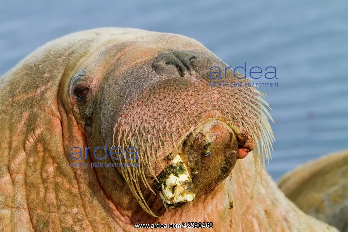 : Walrus (Odobenus rosmarus). Svalbard, Spitzbergen, Norway : Walrus (Odobenus rosmarus). Svalbard, Spitzbergen, Norway