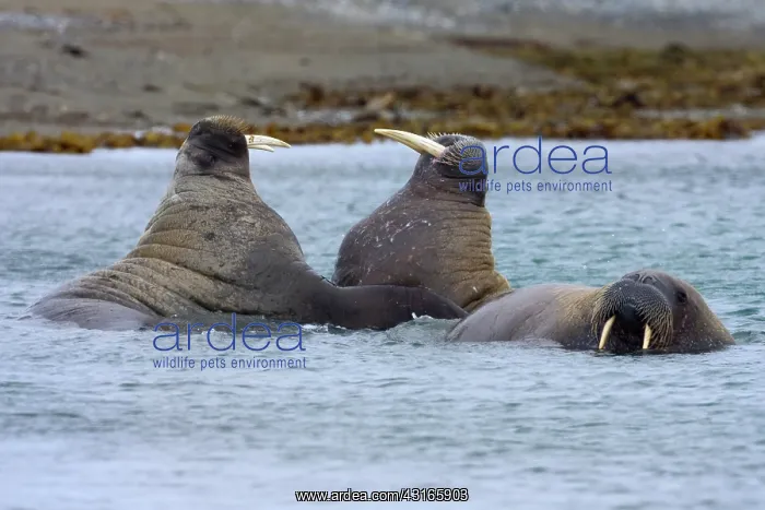 : Walrus (Odobenus rosmarus) trio in water : Walrus (Odobenus rosmarus) trio in water