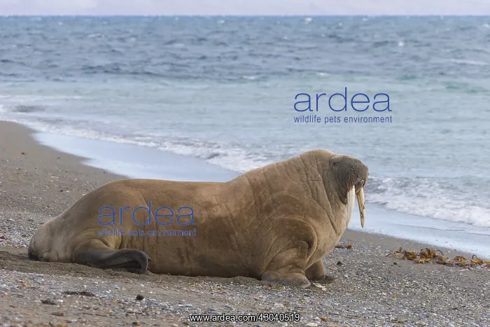: Walrus - adult male at the beach - Svalbard, Norway : Walrus - adult male at the beach - Svalbard, Norway