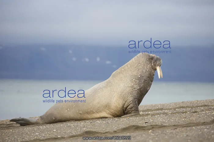 : Walrus - adult male at the beach - Svalbard, Norway : Walrus - adult male at the beach - Svalbard, Norway
