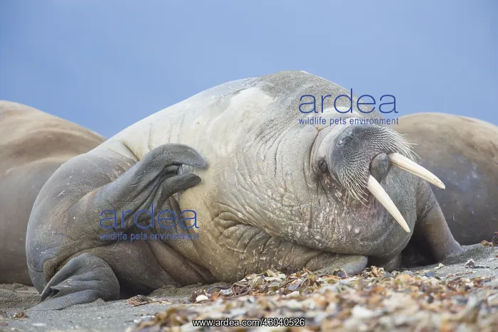: Walrus - adult male at the beach - Svalbard, Norway : Walrus - adult male at the beach - Svalbard, Norway