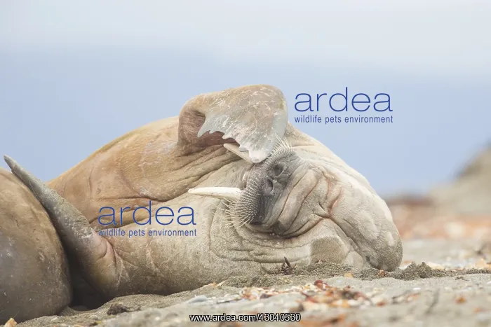 : Walrus - adult male at the beach - Svalbard, Norway : Walrus - adult male at the beach - Svalbard, Norway