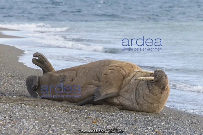 : Walrus - adult male at the beach - Svalbard, Norway : Walrus - adult male at the beach - Svalbard, Norway