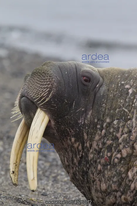 : Walrus - adult male portait - Svalbard, Norway : Walrus - adult male portait - Svalbard, Norway