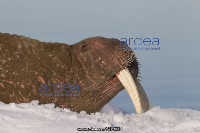 : Walrus - adult male portrait - Svalbard, Norway : Walrus - adult male portrait - Svalbard, Norway